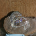 oxycerites srodkowa jura